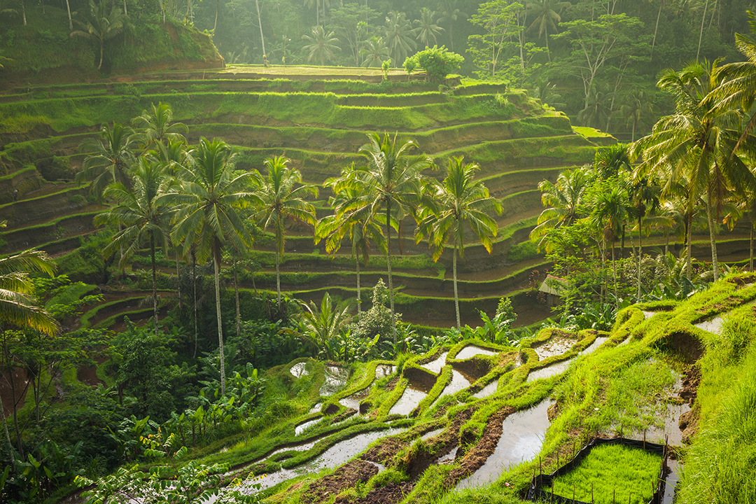 Görkemli Tropikal Ada Bali ve Ubud Turu Singapur Hava Yolları İle 5 Gece (2026 Yaz Dönemi)