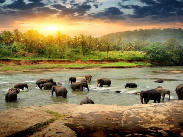 Elegant Sri Lanka Turu Air Arabia Hava Yolları İle 5 Gece (Ekstra Turlar Dahil) (CMB-CMB)