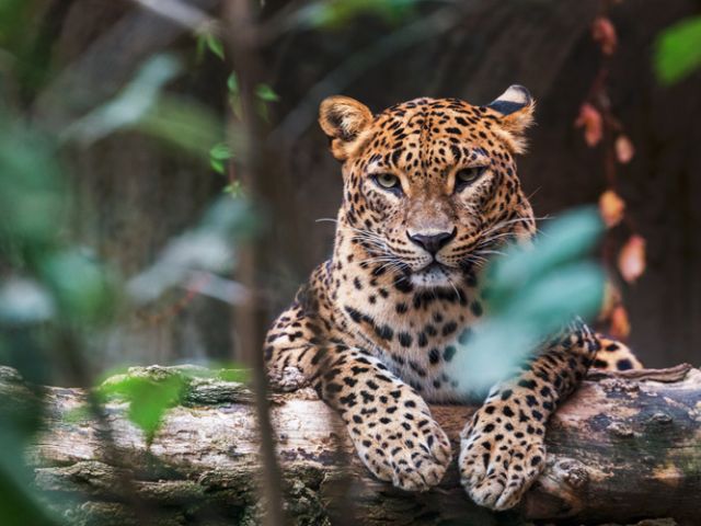 Elegant Sri Lanka Turu Air Arabia Hava Yolları İle 5 Gece (Ekstra Turlar Dahil) (CMB-CMB)