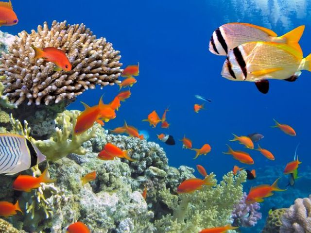 Vizesiz Sharm El Sheikh Turu Pegasus Hava Yolları ile 2 Gece 4 Gün (Şehir Turu Dahil) (Gündüz Gidiş Sabah Dönüş)