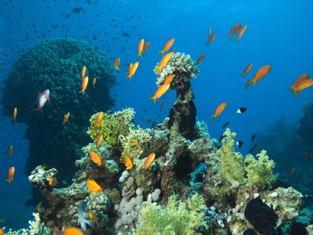 Vizesiz Sharm El Sheikh Turu Pegasus Hava Yolları İle  3 Gece 4 Gün (Her Şey Dahil Konaklama) (Gündüz Uçuşları)